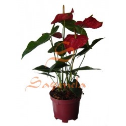 Anturio Flor Roja