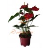 Anturio Flor Roja