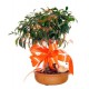 Bonsai Arrayán