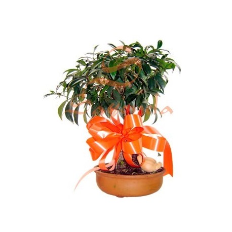 Bonsai Arrayán
