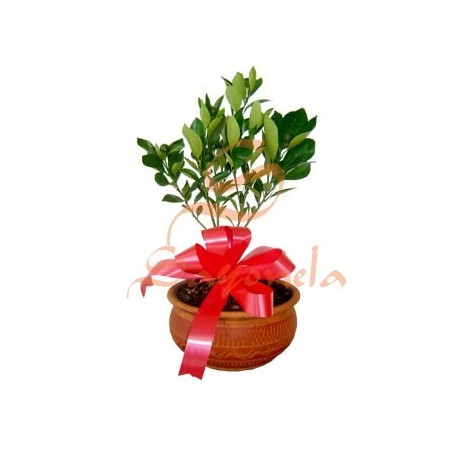 Bonsai Naranjo