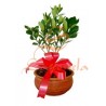 Bonsai Naranjo