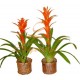 Bromelias