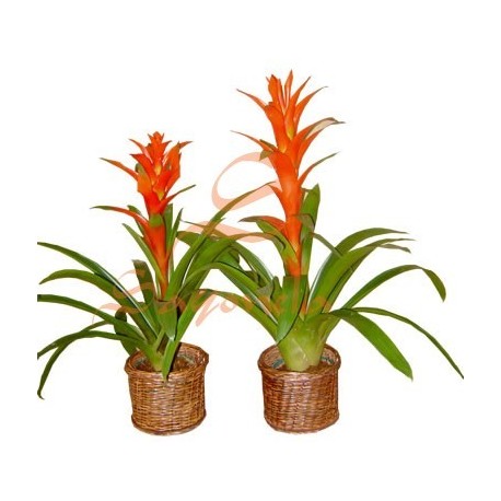 Bromelias