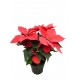 Ponsethia Navideña y/o Flor de navidad