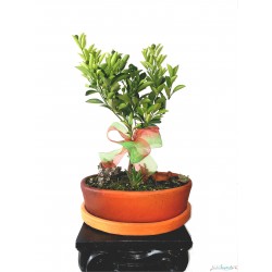 Bonsai de Naranjo