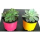 Planta Suculentas Pequeñas