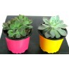 Planta Suculentas Pequeñas