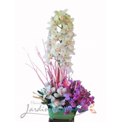 Orquídeas Multicolor