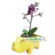 Orquidea Phalenopsis Mini