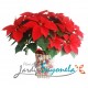 Poinsettia P24