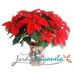 Poinsettia P24