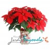 Poinsettia P24
