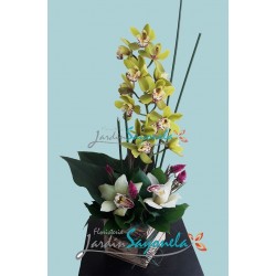 Orquideas Rustricas