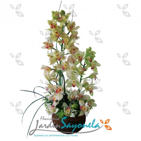 Arreglo de Orquídeas
