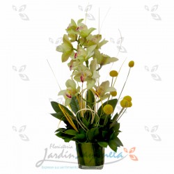 Orquídea Cymbidium