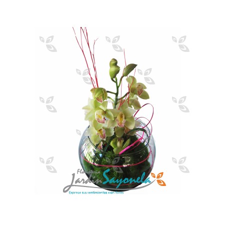 Bombonera de Orquideas