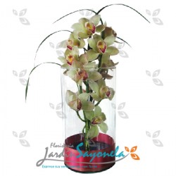 Tubo con Orquideas