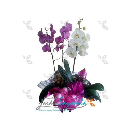 Jardín plantas de Orquidea