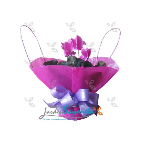 Planta Violeta de los Alpes