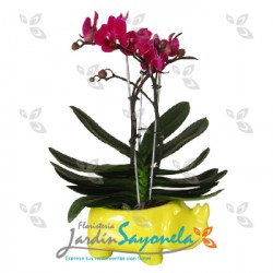 Planta mini Orquidea