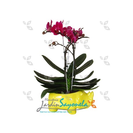 Planta mini Orquidea