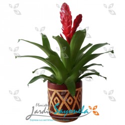 Bromelia Roja