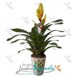 Bromelia amarilla