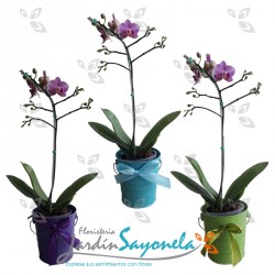 Plantas de Orquidea mini