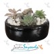 Mini jardín de suculentas