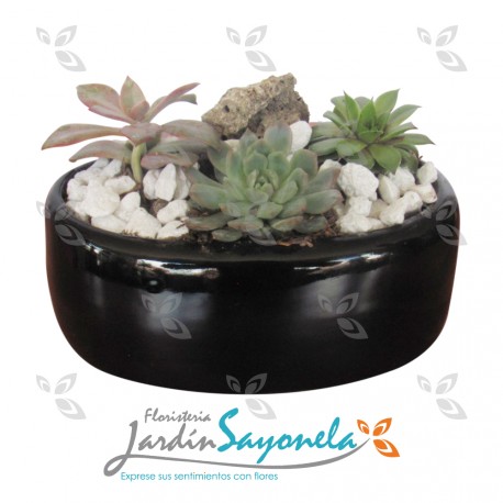 Mini jardín de suculentas