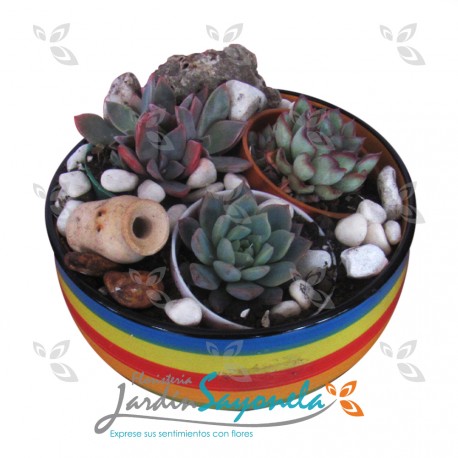 Suculentas arcoiris