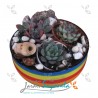 Suculentas arcoiris