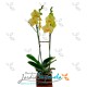 Planta de Orquideas