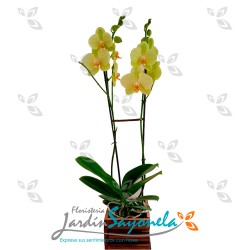 Planta de Orquideas