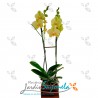 Planta de Orquideas